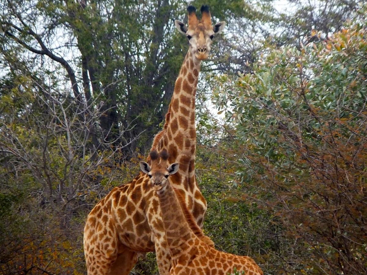 Iphofolo Lodge & Tented Camp Vivo Exterior foto